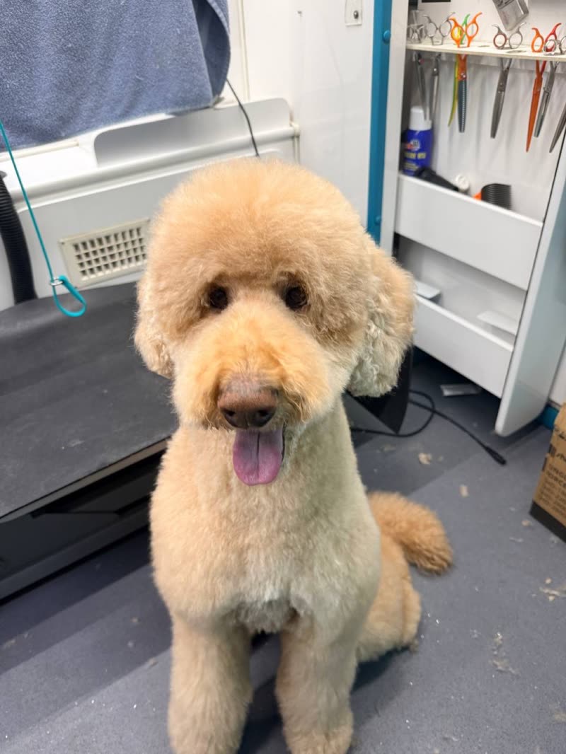 Cream goldendoodle sitting inside the mobile grooming van with tools and shelving behind it