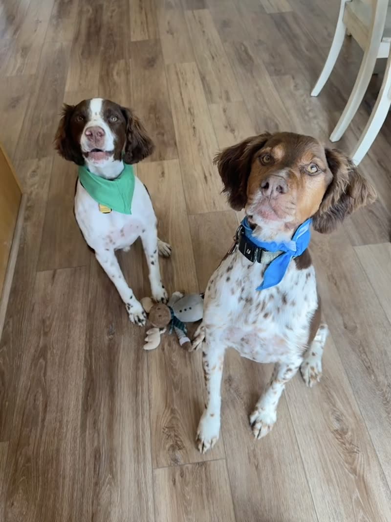 Two brown-and-white spaniels in green and blue bandanas after their groom