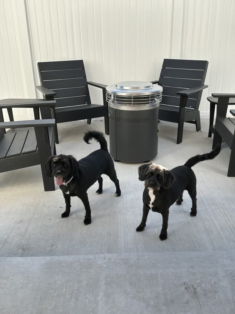 Two black pugs standing together on a patio outside a customer's home