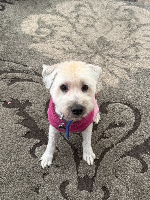 Small white terrier in a pink harness looking up at the camera after a groom