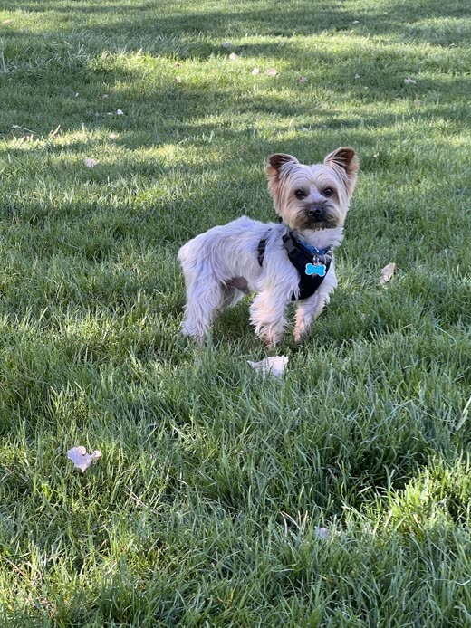 Freshly trimmed yorkie-type dog standing on a sunlit lawn