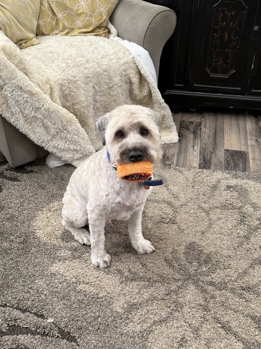 Grey-and-white schnauzer-type dog sitting indoors holding a toy