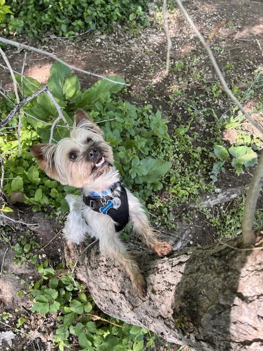Long-haired yorkie with a brushed-out coat standing among garden greenery