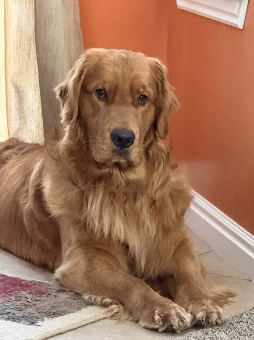 Golden retriever lying on a rug with its coat brushed out